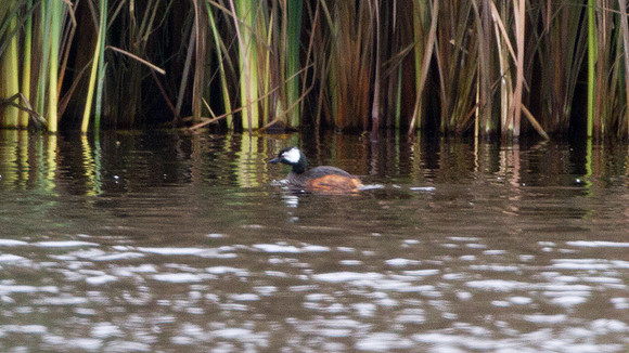 White-tufted Grebe (Rollandia rolland)