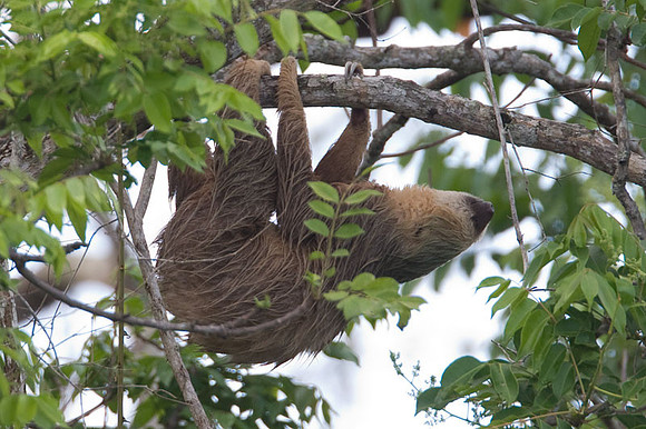 Two-toed Sloth