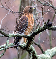 Red-shouldered hawk (Buteo lineatus)