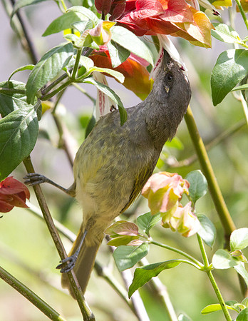Brown Honeyeater (Lichmera indistincta)