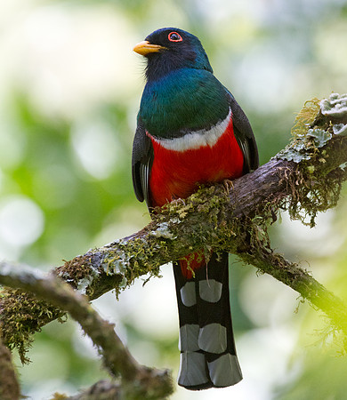 Masked Trogon (Trogon personatus)