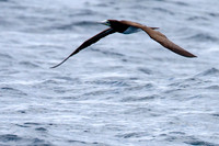 Brown Booby (Sula leucogaster)
