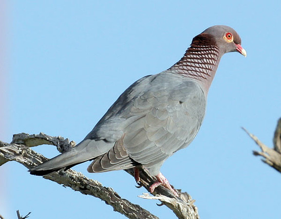 Scaly-naped Pigeon (Patagioenas squamosa)