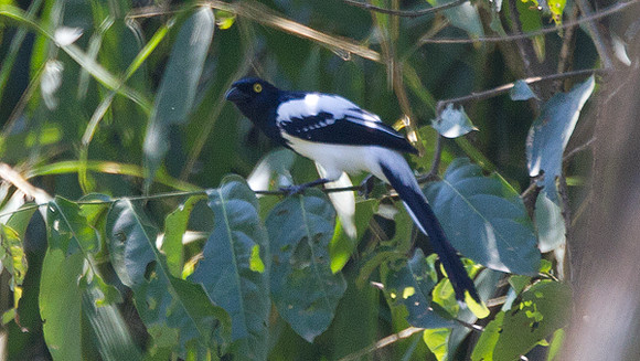 Magpie Tanager (Cissopis leveriana)