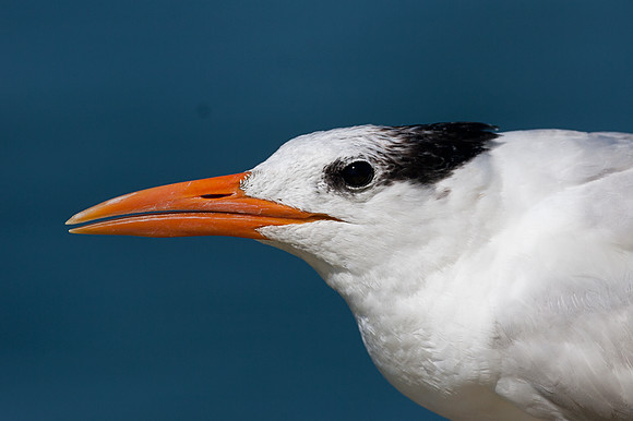 Royal Tern (Thalasseus maximus)
