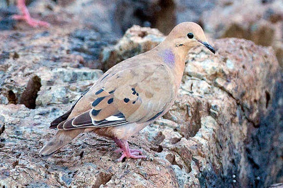 Zenaida Dove (Zenaida aurita)
