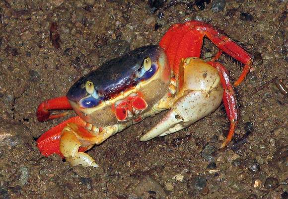 Red-legged Land Crab