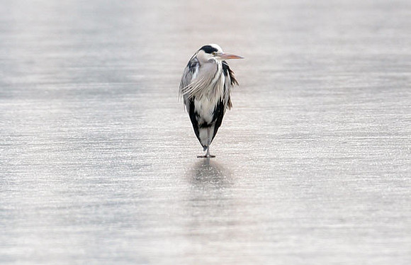 Grey Heron (Ardea cinerea)