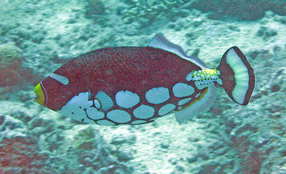 Clown Triggerfish (Balistoides conspicillum)
