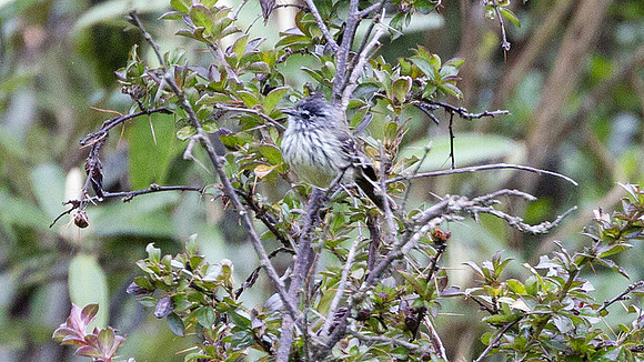 Tufted Tit-Tyrant (Anairetes parulus)