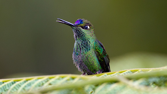Violet-fronted Brilliant (Heliodoxa leadbeateri)