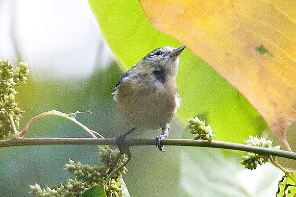 Bay-breasted Warbler (Dendroica castanea)