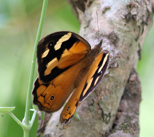 Common Brown (Heteronympha merope)