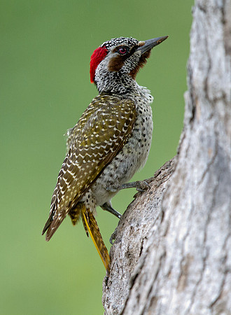 Golden-tailed Woodpecker (Campethera abingoni) female