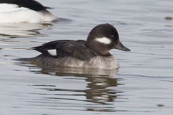 Bufflehead (Bucephala albeola) female