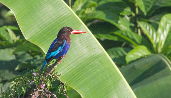 Javan kingfisher (Halcyon cyanoventris)