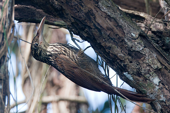 Ivory-billed Woodcreeper (Xiphorhynchus flavigaster)