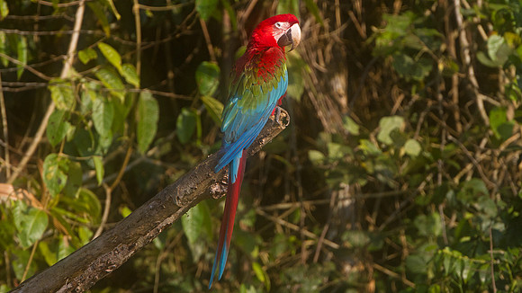 Red-and-green Macaw (Ara chloropterus)