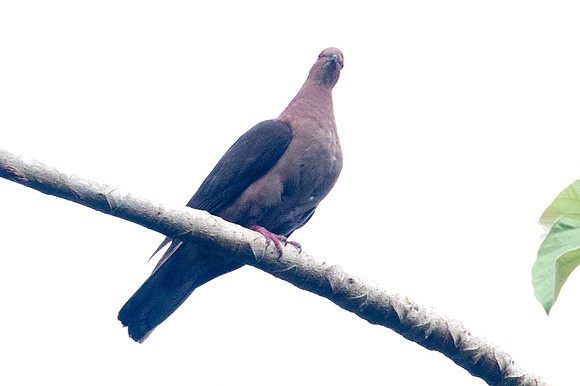 Short-billed Pigeon (Patagioenas nigrirostris)