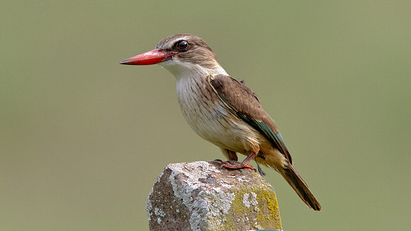 Brown-hooded Kingfisher (Halcyon albiventris) Juv