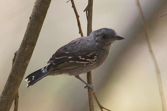 Western Slaty-Antshrike (Thamnophilus atrinucha)