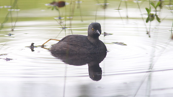 Least Grebe (Tachybaptus dominicus)