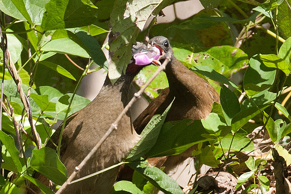 Plain Chachalaca (Ortalis vetula)