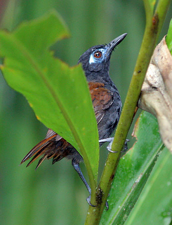 Chestnut-backed Antbird (Myrmeciza exsul)