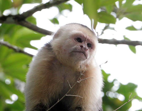 White-headed Capuchin (Cebus capucinus) also known as White-faced Capuchin