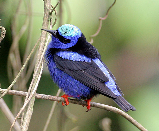 Red-legged Honeycreeper (Cyanerpes cyaneus) male