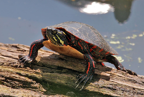 Painted Turtle (Chrysemys picta)