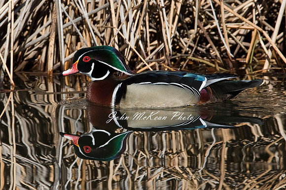 Wood Duck (Aix sponsa) male; also known as Carolina Duck