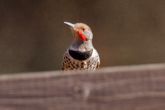 Northern Flicker (Colaptes auratus)