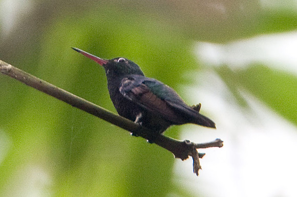 Blue-Throated Saphire (Hylocharis eliciae)