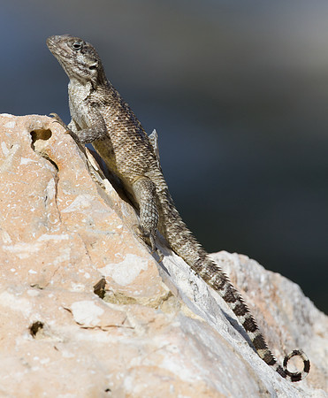 Curly-tailed Lizard (Leiocephalus carinatus granti) also known as Lion Lizard