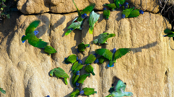 Mealy Parrot (Amazona farinosa) Blue-headed Parrot (Pionus menstruus) Yellow-crowned Parrot (Amazona ochrocephala)