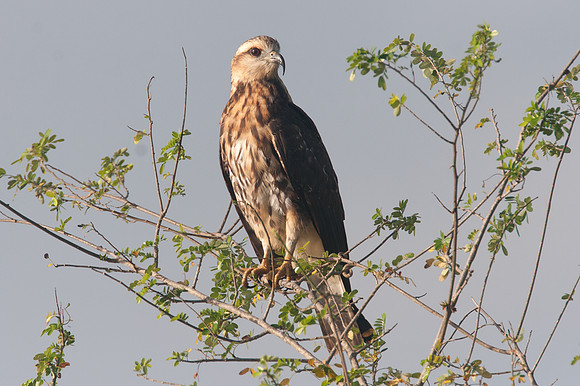 Snail Kite (Rostrhamus sociabilis)