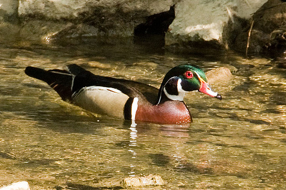 Wood Duck or Carolina Duck (Aix sponsa) male