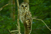 Barred Owl (Strix varia)