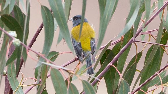 Peruvian Sierra-finch (Phrygilus punensis)
