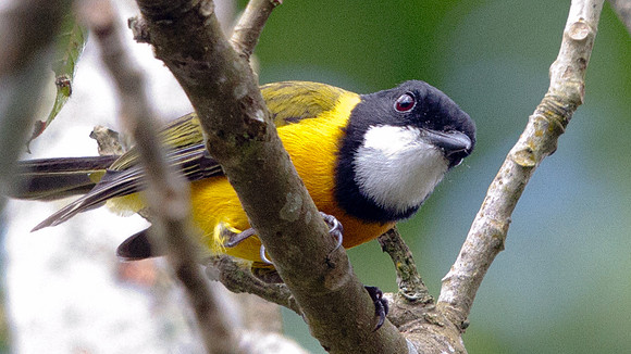 Golden Whistler (Pachycephala pectoralis) Male