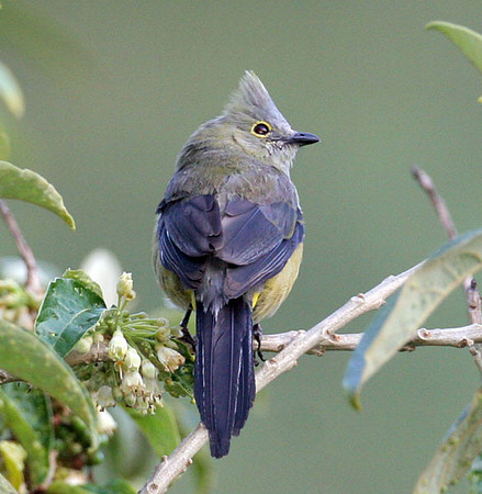 Long-tailed Silky-flycatcher (Ptilogonys caudatus)