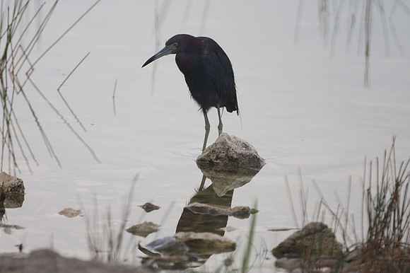 Little Blue Heron (Egretta caerulea)