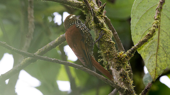 Pearled Treerunner (Margarornis squamiger)