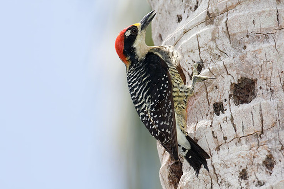 Black-cheeked Woodpecker (Melanerpes pucherani) male