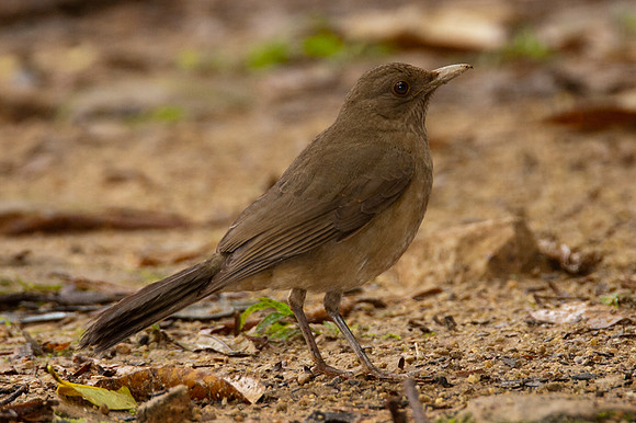 Clay-colored Thrush (Turdus grayi)