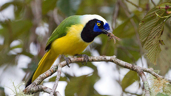 Green Jay (Cyanocorax yncas)