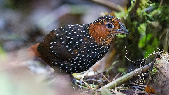 Ocellated Tapaculo (Acropternis orthonyx)