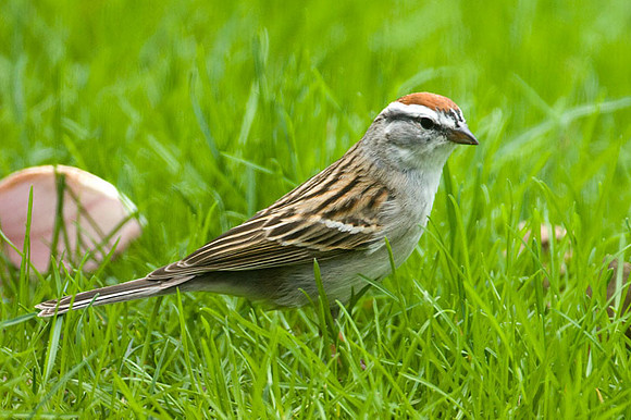 Chipping Sparrow (Spizella passerina)