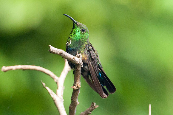 Green-throated Carib (Eulampis holosericeus)